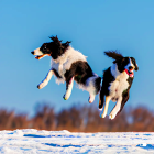 Two Border Collies playing in snow under blue sky