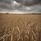 Dramatic cloudy sky over vast wheat field and distant buildings