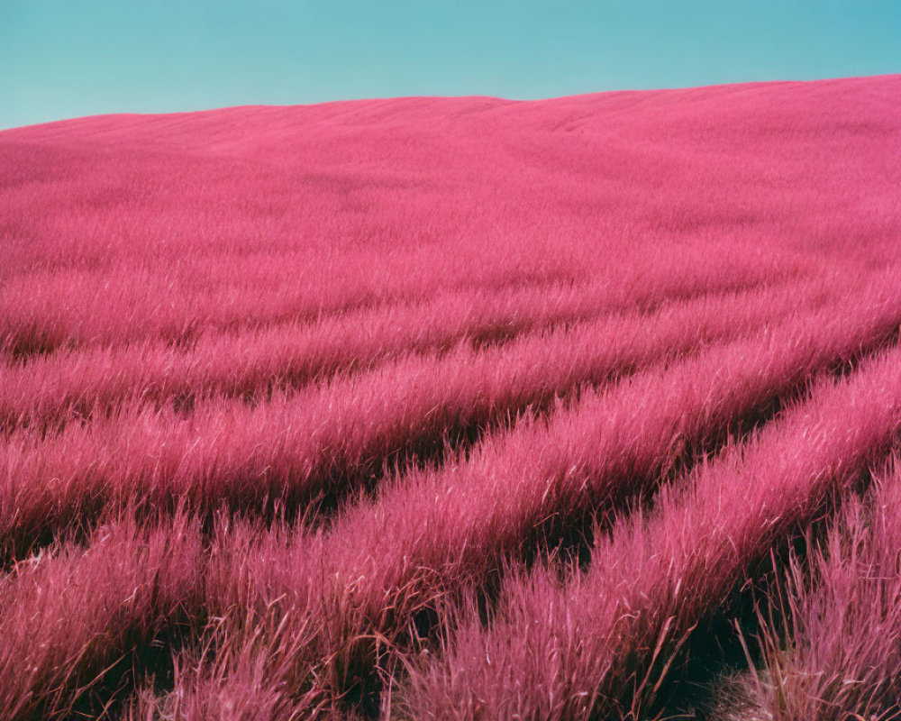 Vibrant pink grass field under clear sky with textured terrain waves