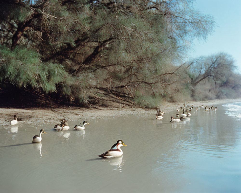 Ducks swimming in calm river under overhanging trees