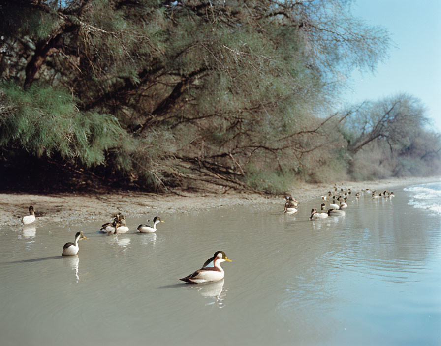 Ducks swimming in calm river under overhanging trees