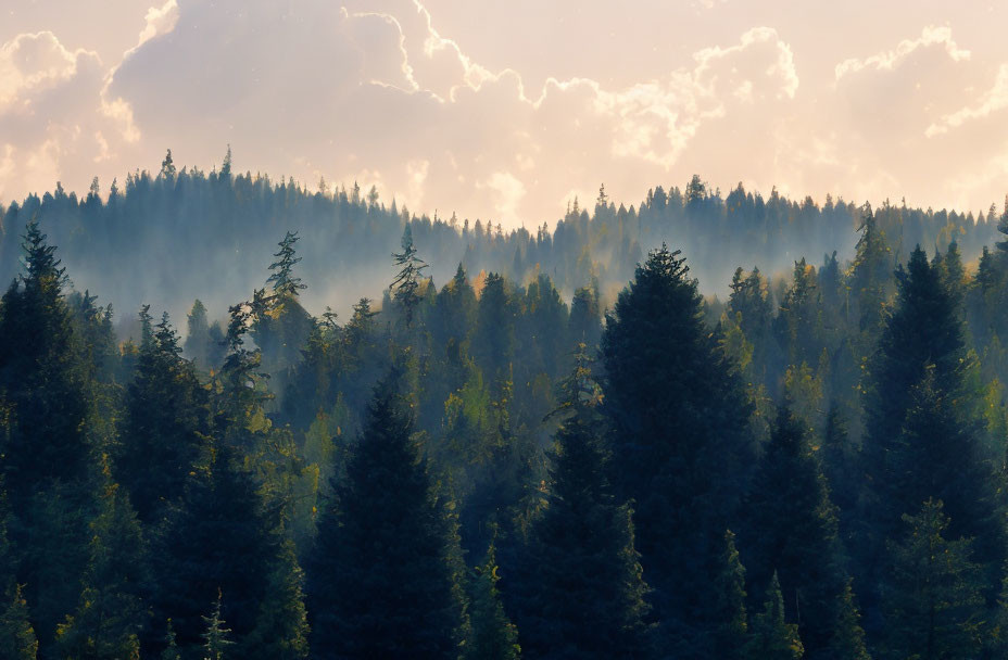 Serene forest landscape with sun rays and mist-filtered trees