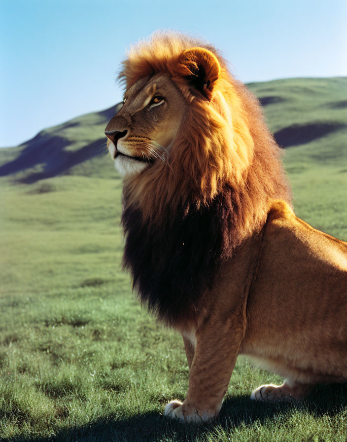 Majestic lion with full mane on grassy hillside under clear blue sky