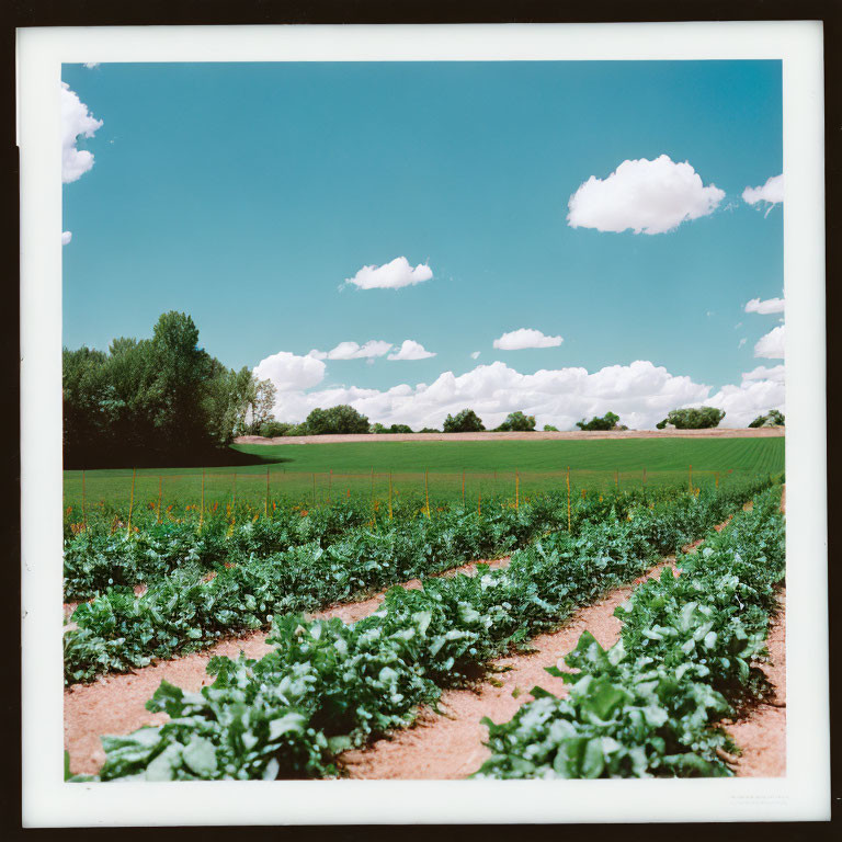 Scenic rural landscape with green crops and blue sky