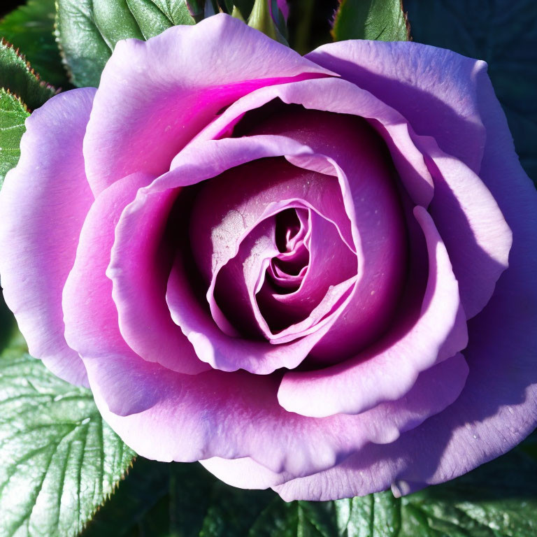 Vibrant purple rose with lush unfurling petals and green leaves