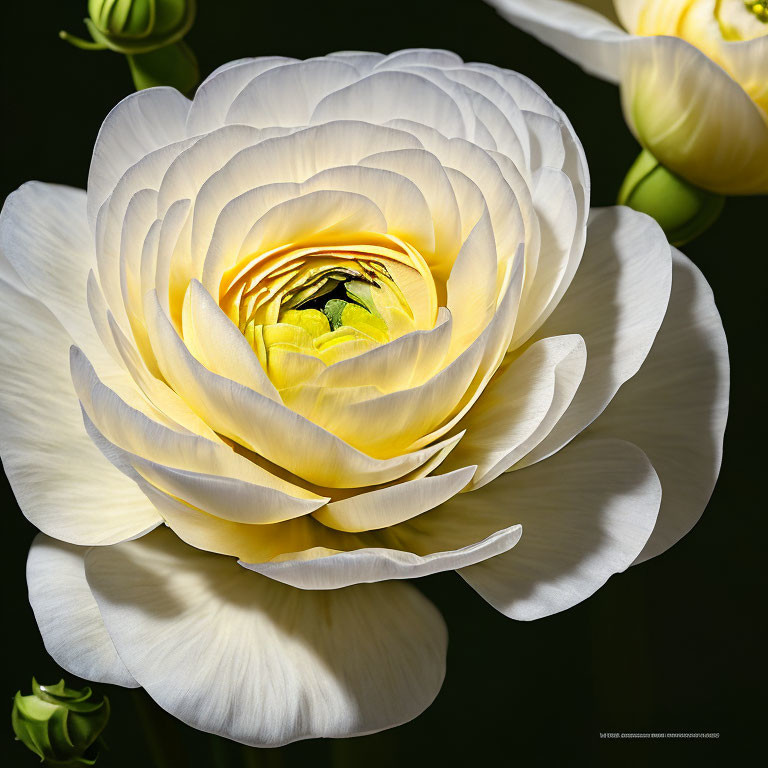 Close-up of Pristine White Ranunculus Flower on Dark Background