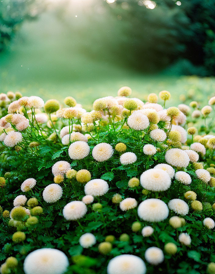 Lush garden bed with fluffy white flowers in soft sunlight