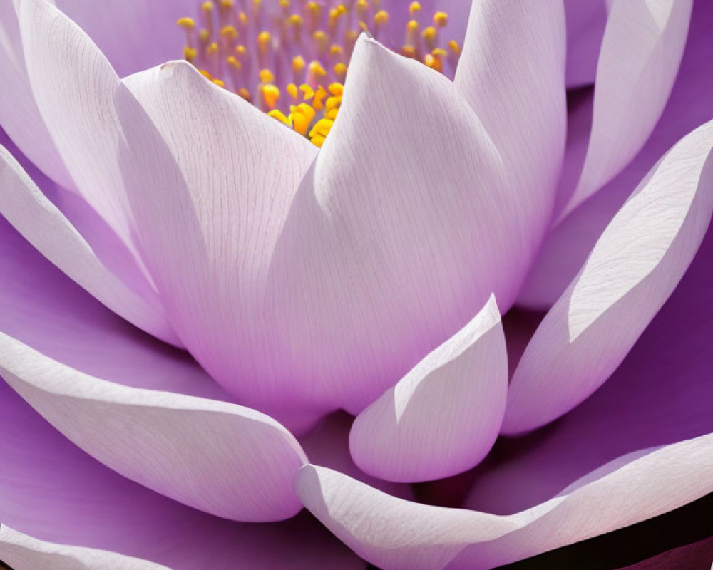 Delicate Pink Lotus Flower with Golden Stamens on Soft Background