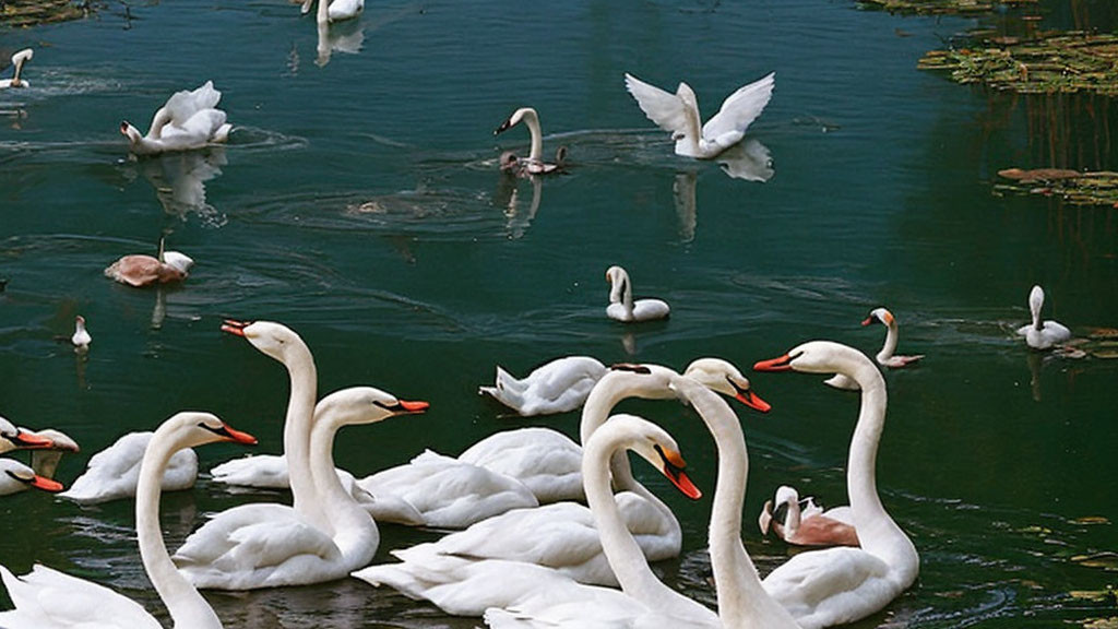 White Swans with Orange Beaks Swimming on Tranquil Blue Lake