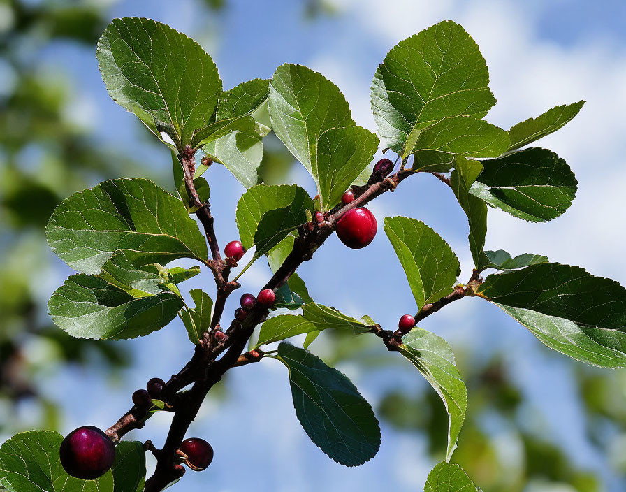 Green leaves and red berries on branch against blue sky.