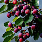 Colorful painting of ripe peaches on tree with green leaves on blue background