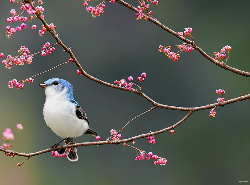 Blue and white bird on blooming branch with pink flowers in soft green background