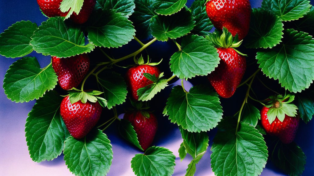 Fresh ripe strawberries on vibrant green leaves against blue background