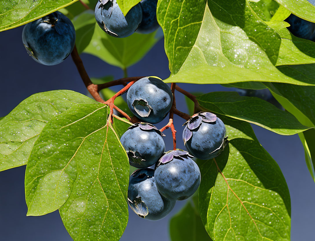 Ripe blueberries on branch with green leaves against blue sky