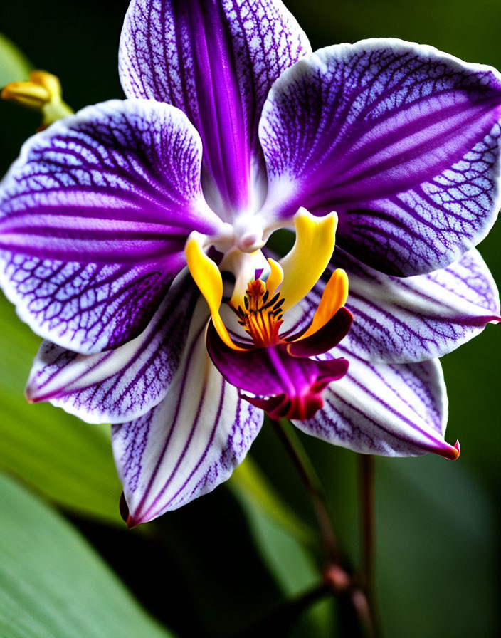 Detailed Purple and White Orchid with Yellow and Orange Center on Green Background