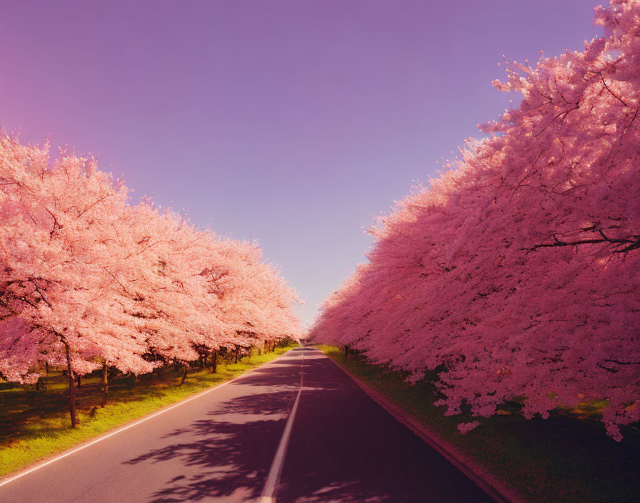 Scenic road with blooming pink cherry blossoms under purple sky