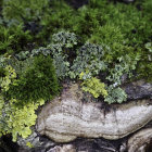 Intricate Castle Model on Mossy Rock Surrounded by Trees