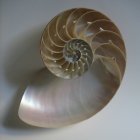 Polished Nautilus Shell Cutaway Showing Spiral Structure