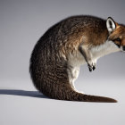 Fox with curled tail and sharp gaze on gray gradient background