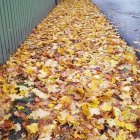 Vibrant autumn tree-lined pathway painting with green fence.