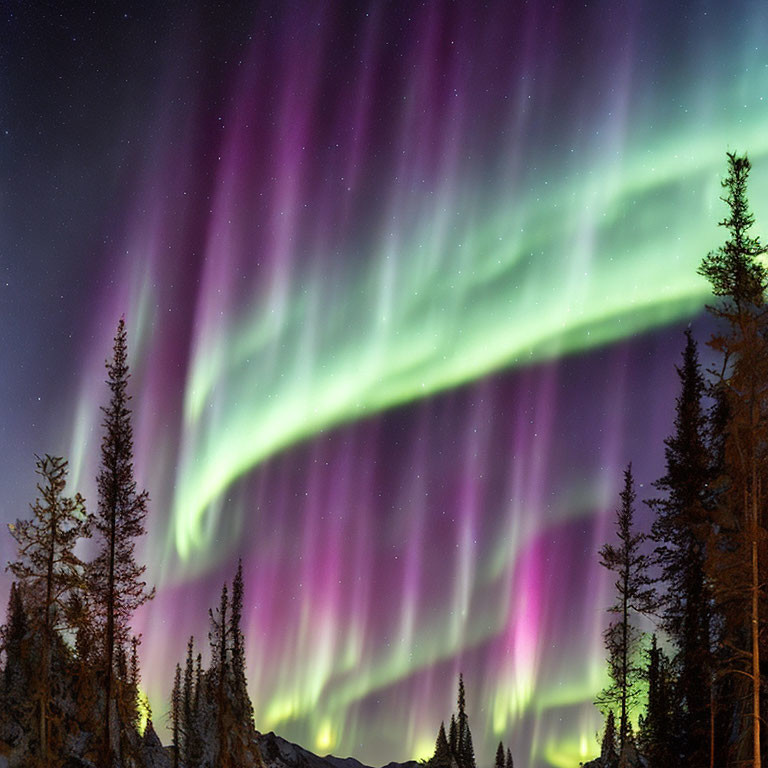 Northern Lights Illuminate Night Sky Above Silhouetted Pine Trees