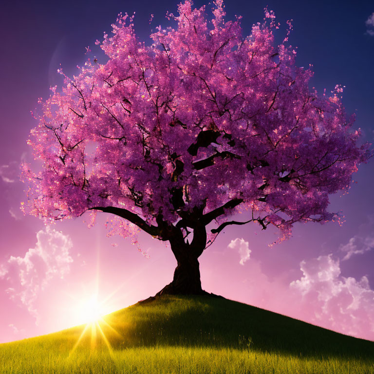 Vibrant cherry blossom tree on lush hill at sunset