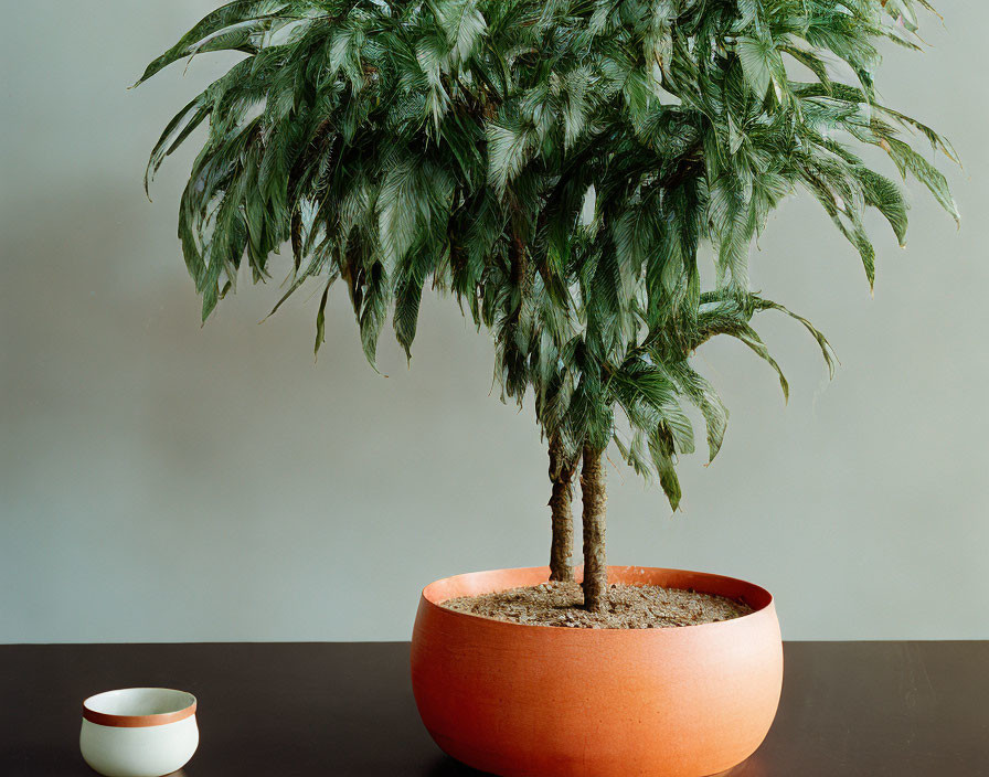 Feathery green potted plant with terracotta pot and two-tone bowl