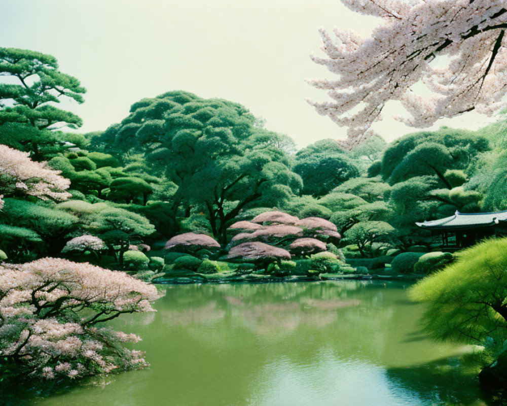 Japanese garden with cherry blossoms, pond, and pavilion