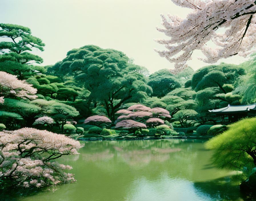 Japanese garden with cherry blossoms, pond, and pavilion