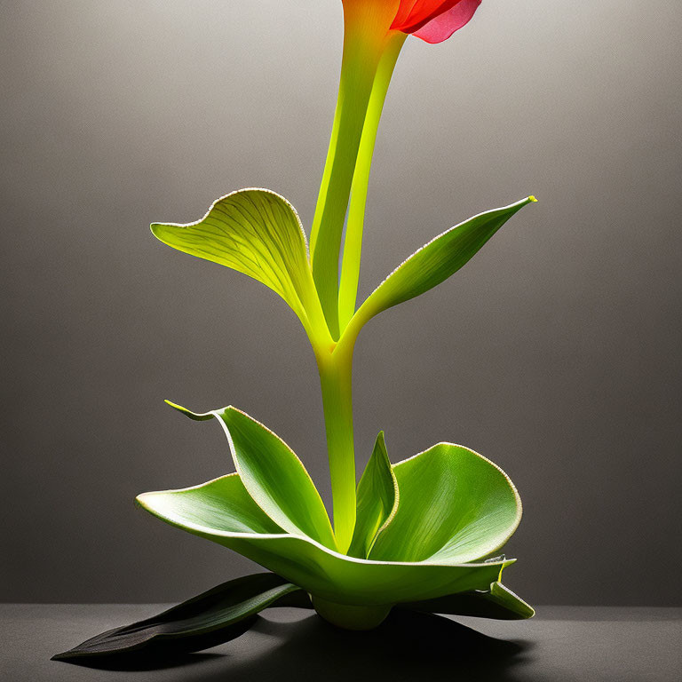 Vibrant red amaryllis flower with green leaves on gray background