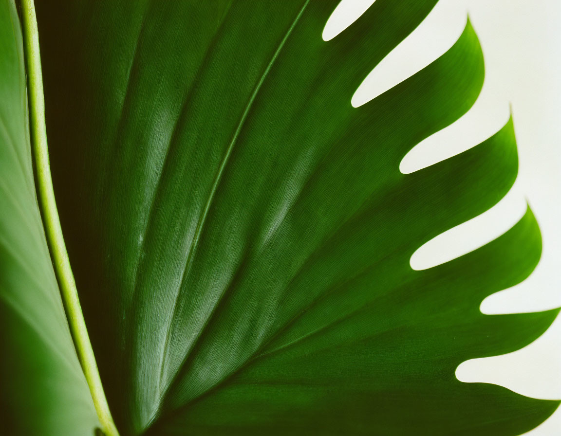 Detailed Close-Up of Vibrant Green Monstera Leaf on Pale Background