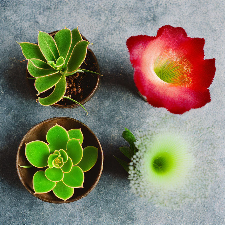 Green Succulent Plants and Red Flower with Kiwi Slice on Grey Surface