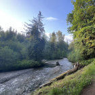 Tranquil river scene with wildflowers and green trees