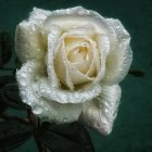 White Rose with Water Droplets on Dark Teal Background