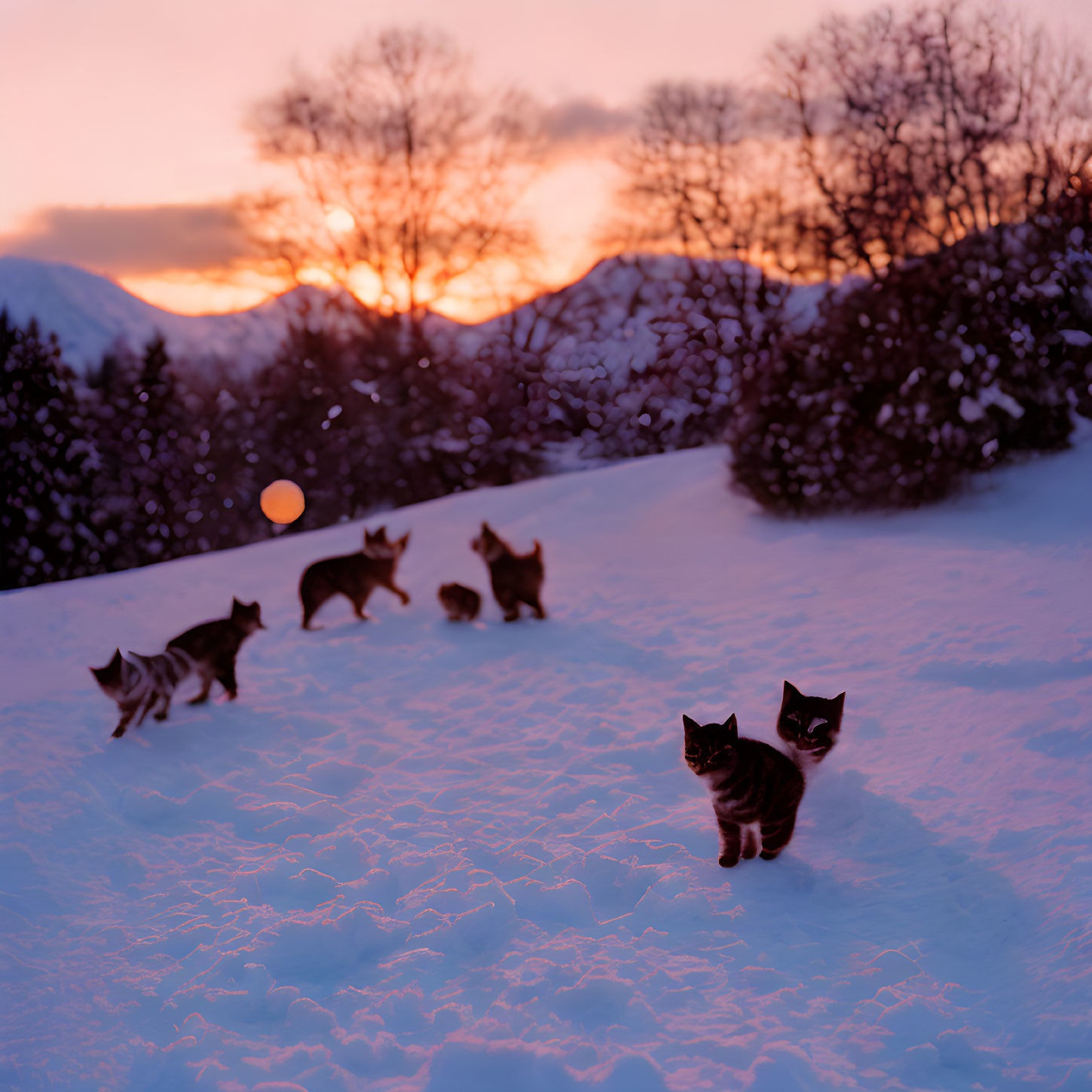 Group of Cats in Snow at Dusk with Colorful Sky and Setting Sun