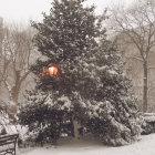 Decorated Evergreen Tree in Snowfall with Colorful Lights