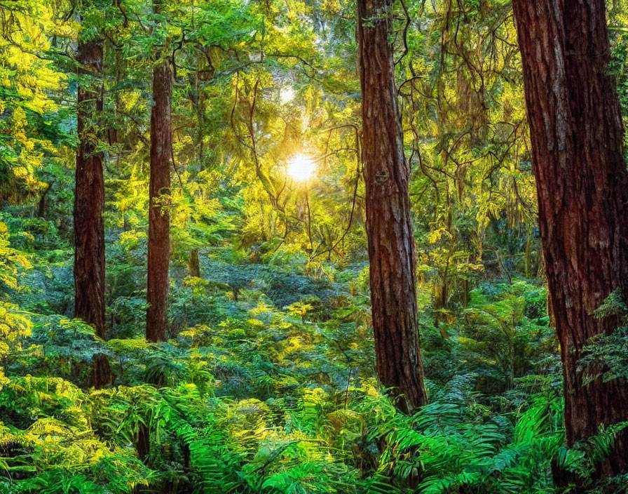 Lush green forest with tall trees and sunlight filtering through