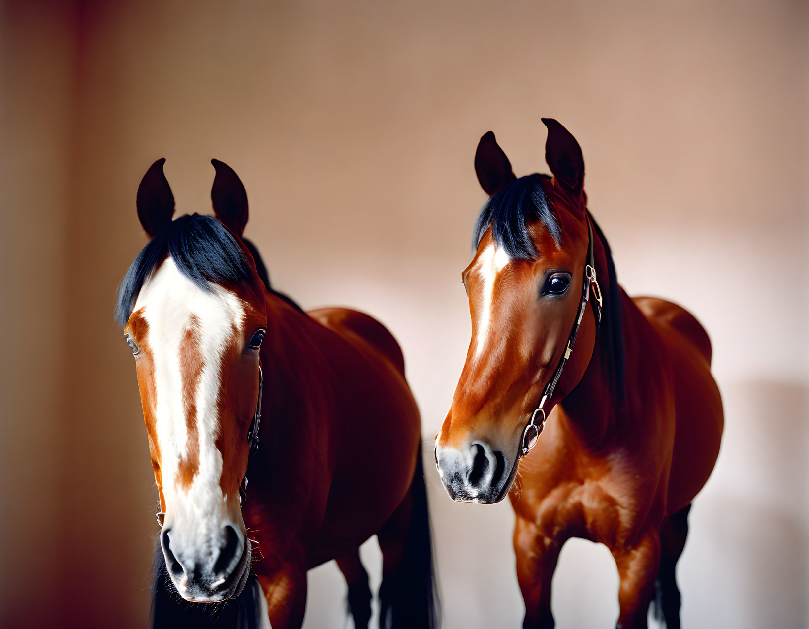 Shiny-coated horses with bridles and white blaze in soft background