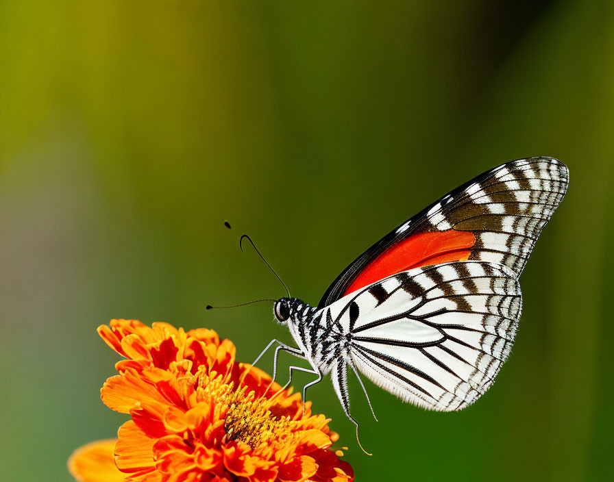 Black, White, and Red Butterfly on Orange Flower with Green Background