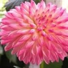 Detailed Graphic of Vibrant Pink Flower and Blossoms on Muted Background