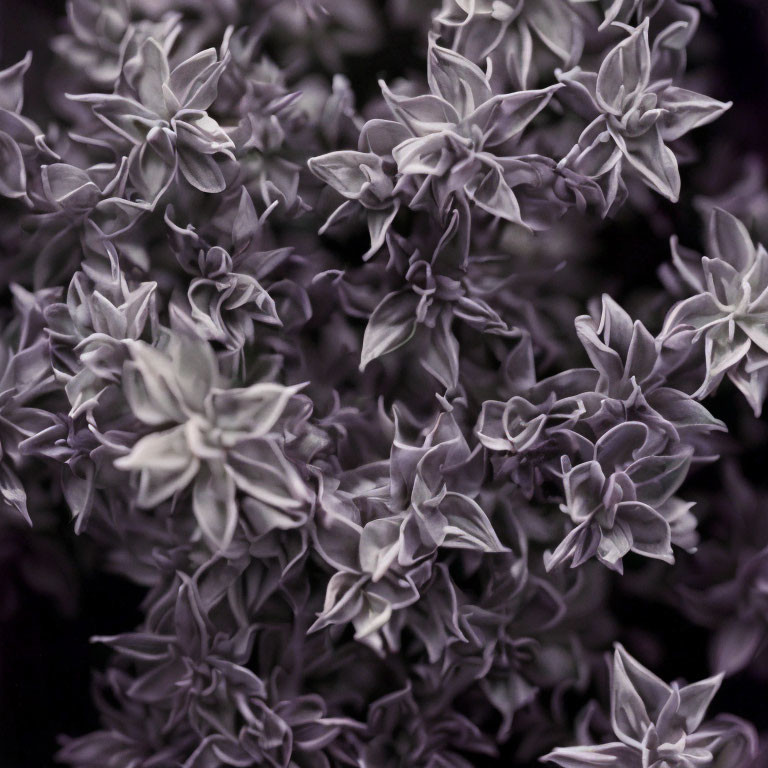 Purple-tinted cluster of soft, layered flowers in monochromatic palette