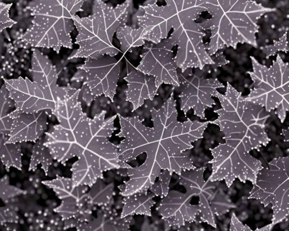 Monochrome photo: Maple leaves with dew droplets showcasing intricate nature pattern.