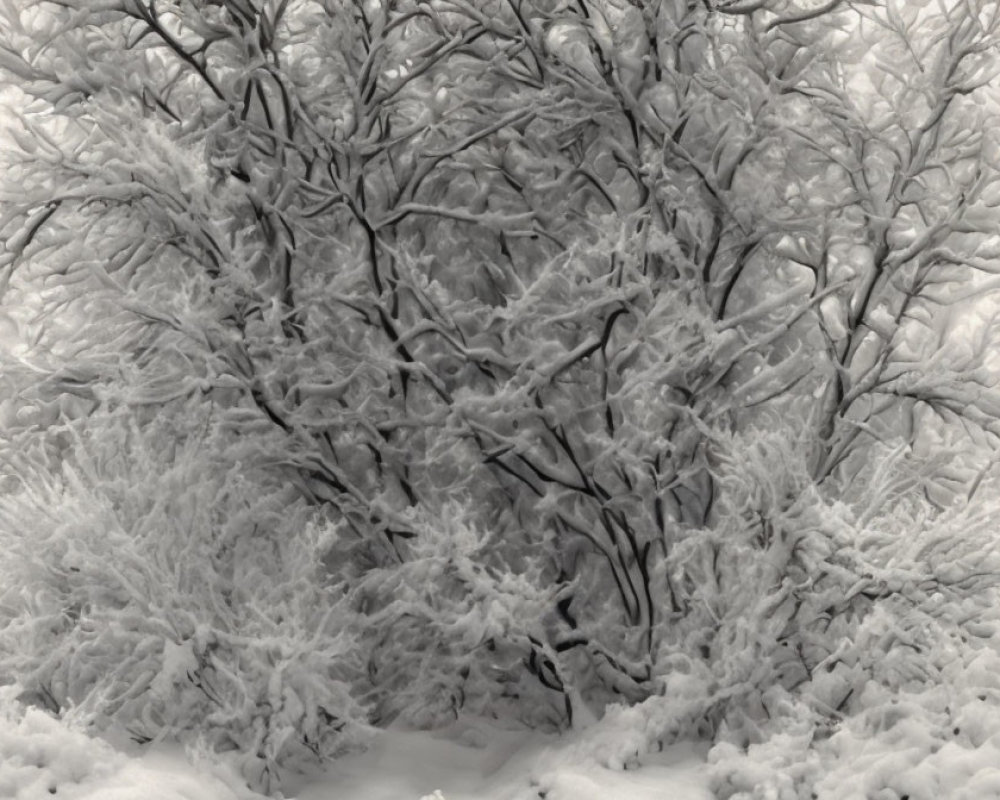 Winter scene: Snow-covered branches form intricate patterns in dense forest canopy