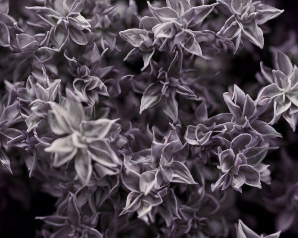 Purple-tinted cluster of soft, layered flowers in monochromatic palette