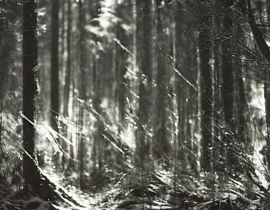 Monochrome forest scene with sunlight filtering through trees