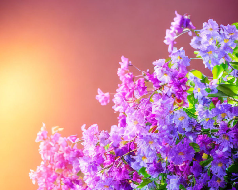 Vibrant Purple and Pink Flowers with Soft-focus Sunset Background