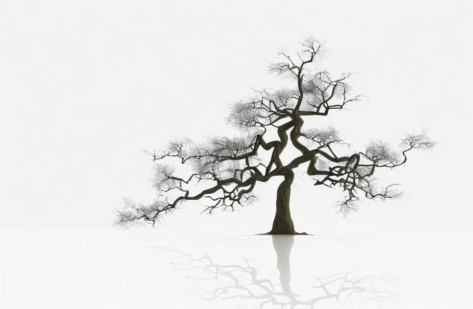 Leafless Tree Reflected on Shiny White Surface: Symmetrical Branches