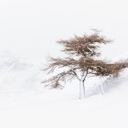 Leafless Tree Reflected on Shiny White Surface: Symmetrical Branches