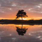 Tranquil sunset landscape with lone tree, traditional Asian architecture, and moon reflection