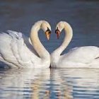 Swans Form Heart Shape in Tranquil Pond Amidst Snowy Scene